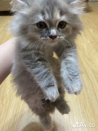 Сибирские котята
