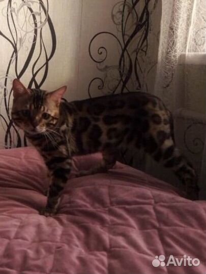 Бенгальские котята