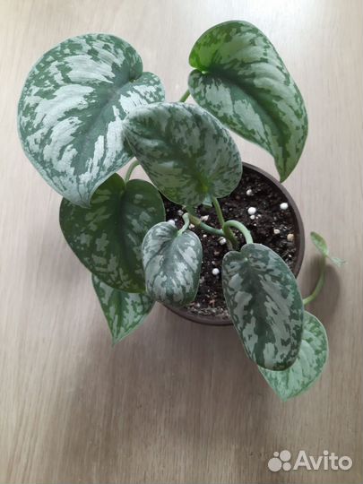 Сциндапсус Экзотика