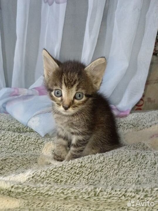 Котята в добрые руки бесплатно