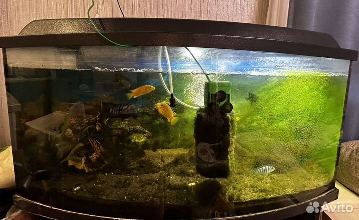 Аквариум с тумбой и рыбками