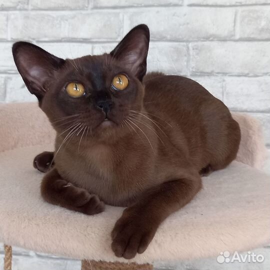 Европейская бурма