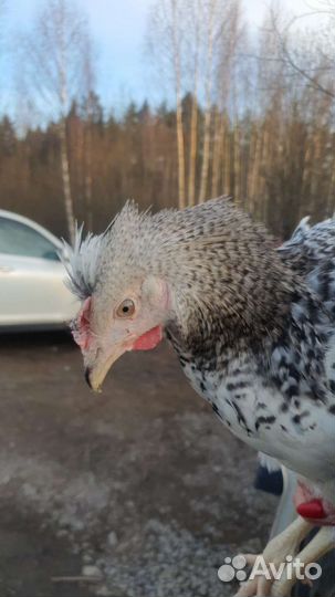 Молодые породистые петушки