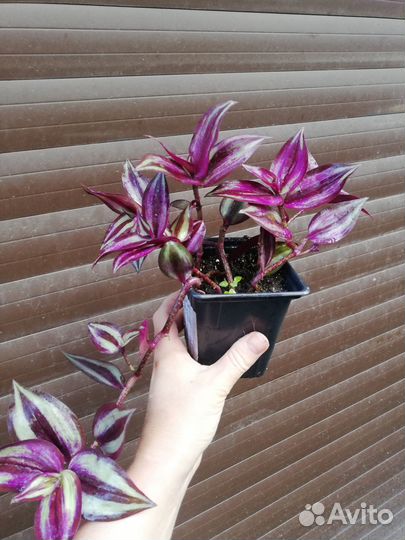 Традесканция Зебрина и не только