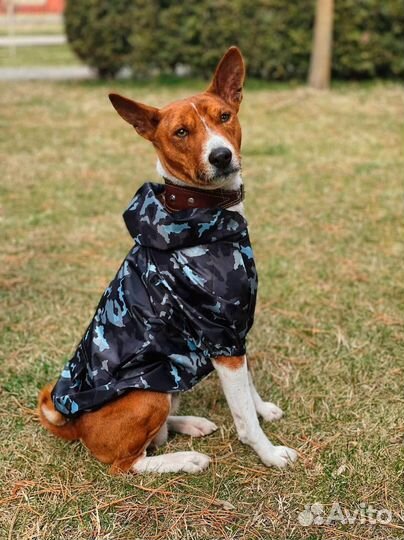 Дождевик для собаки