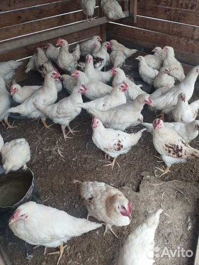 Молодые петухи