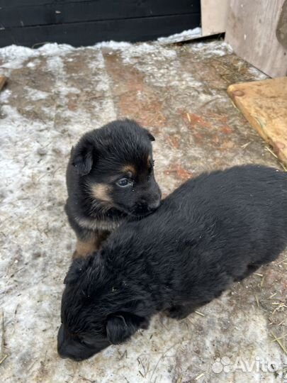 Щенки немецкой овчарки