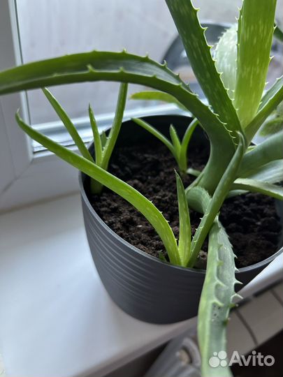 Алоэ вера растение