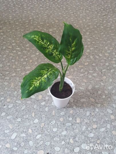 Диффенбахия. Фил. Крассула. Кротон