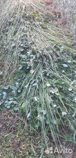 Продам сенаж