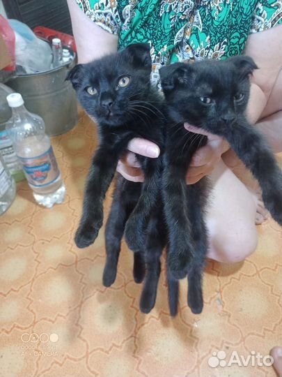 Вислоухие котята в хорошие руки
