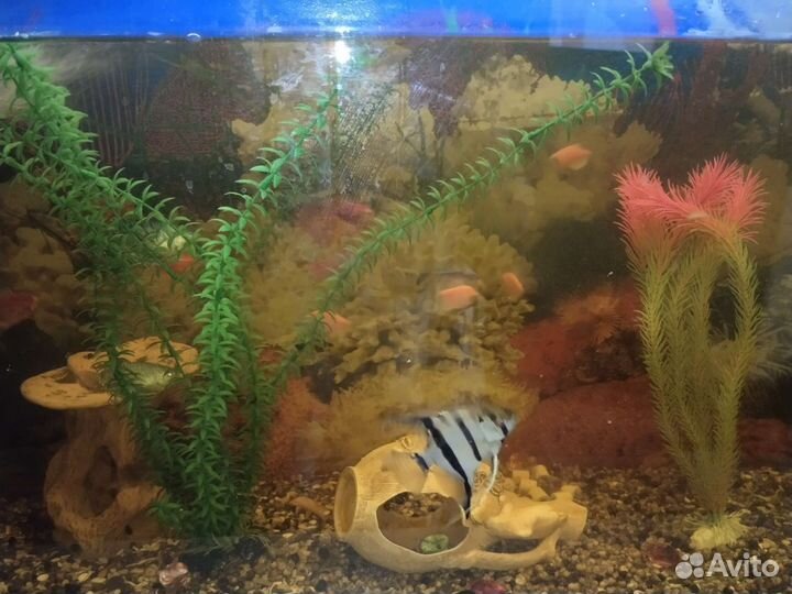 Аквариум