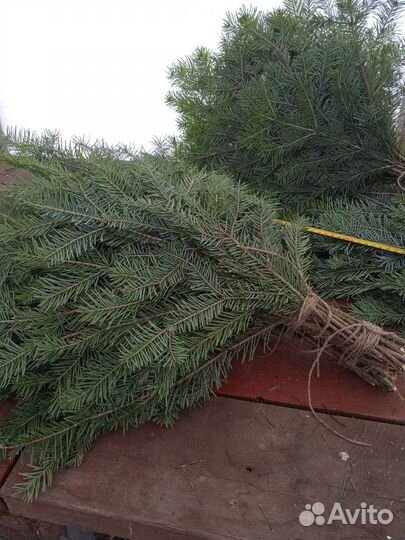 Веники для бани и сауны пихтовые