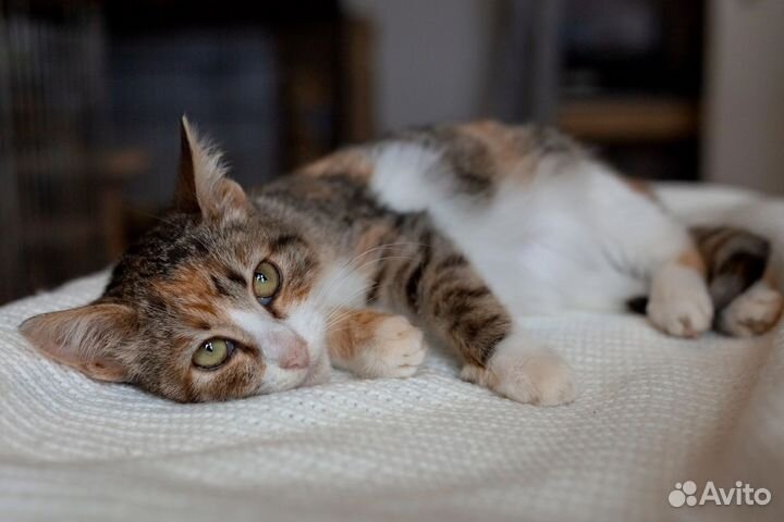 Котенок девочка трехцветная