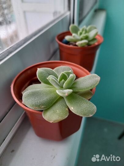 Каменная роза