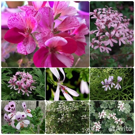 Растения обмен на овощи, кофе, корм кошке