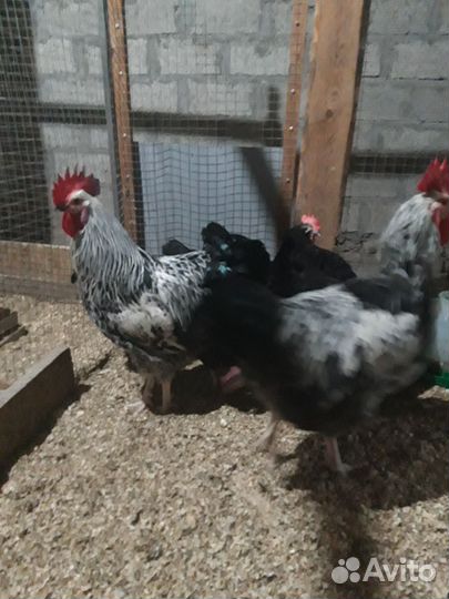 Инкубационное яйцо