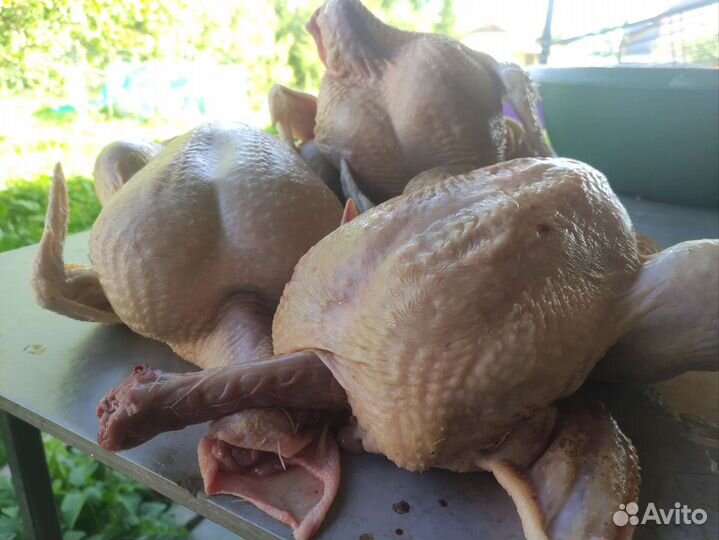 Мясо домашнего бройлера