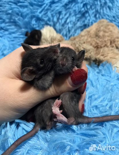 Крысята black Irish/self от заводчика. Крыса Дамбо