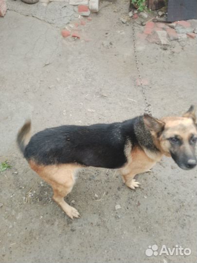 Немецкая овчарка, девочка