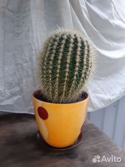 Большой кактус