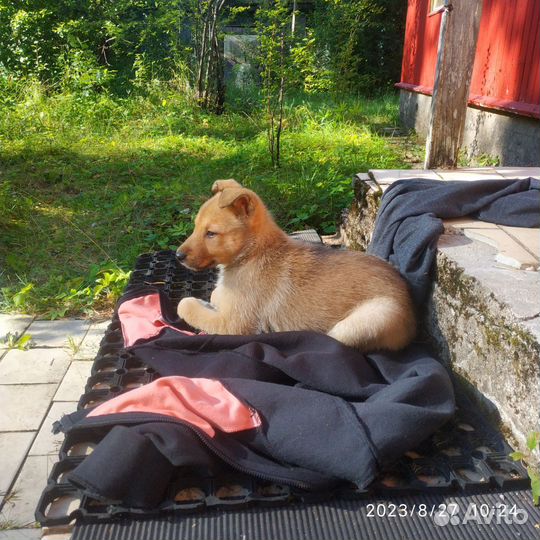 Собака в добрые руки щенок