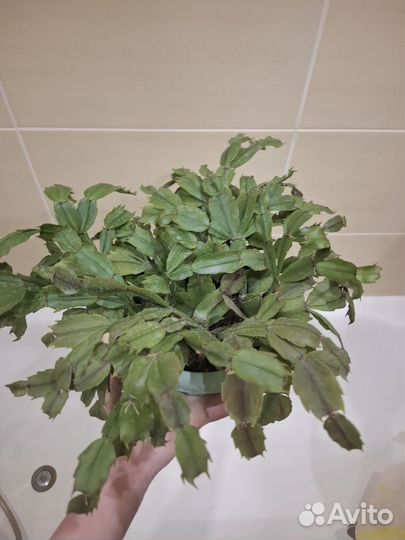 Декабрист шлюмбергера