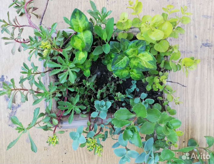 Набор почвапокровников