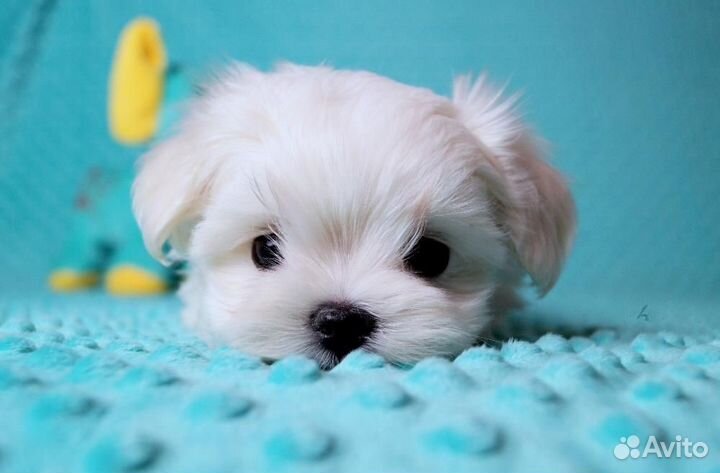 Мальтийская болонка. Мальтезе. Щенки. Мини