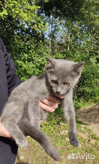 SOS Котенок дачник девочка 2,5 месяца ищет дом