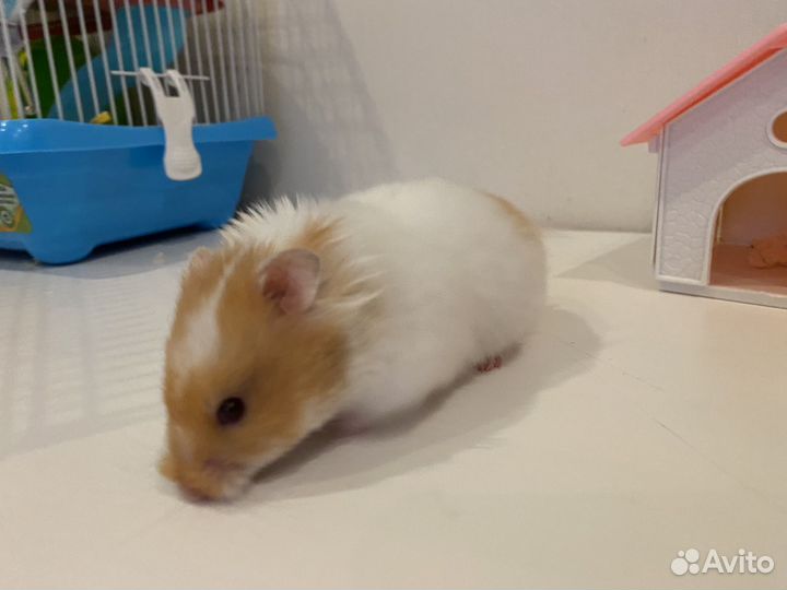 Джунгарик с клеткой, сирийский хомяк с клеткой