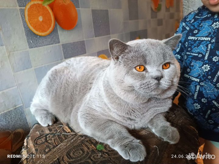 Британский кот вязка