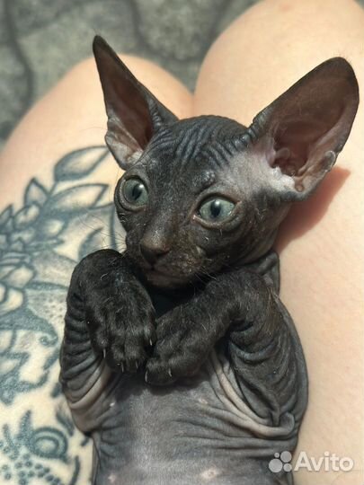 Сфинкс кошечка