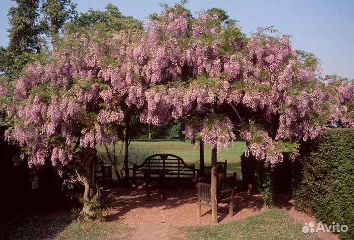 Глициния,кампсисы,кирказон, акебия-лианы для сада