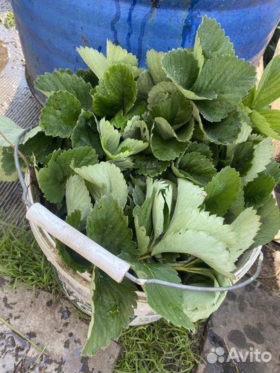 Усы клубники