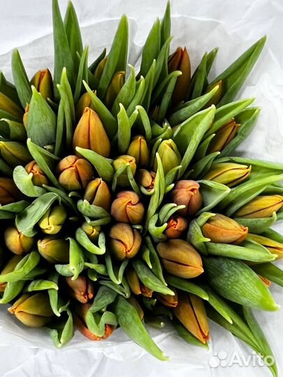 Тюльпаны - букеты цветов и пачками