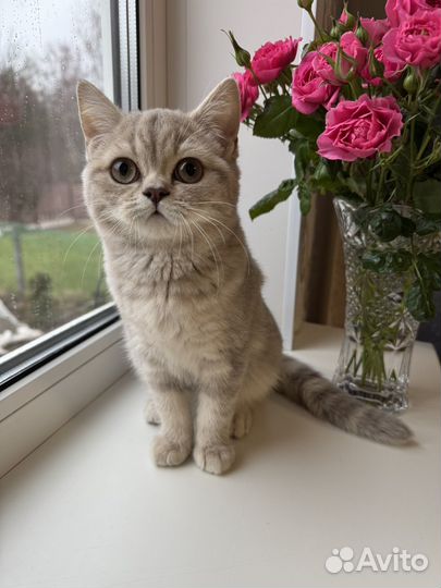 Шотландская малышка