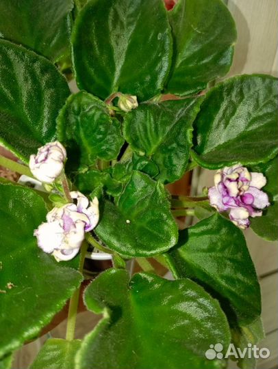 Фиалки цветущие