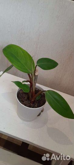 Филодендрон краснеющий