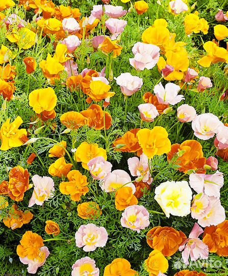 Семена цветов