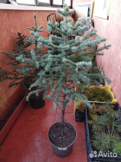 Ель колючая глаука, голубая