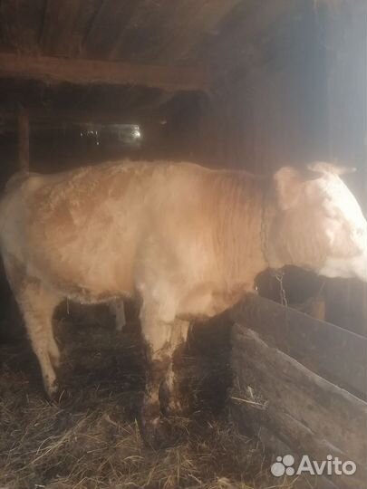 Быки и телки