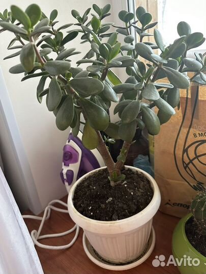 Отдам бесплатно комнатные цветы