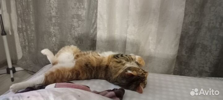 Отдам в добрые руки кошку