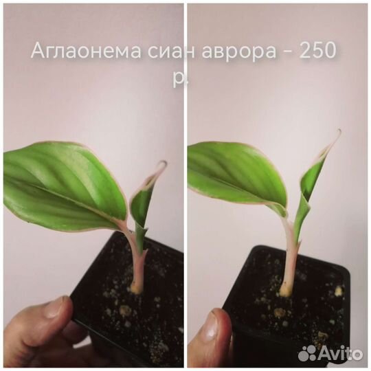 Аглаонема. Сциндапсус