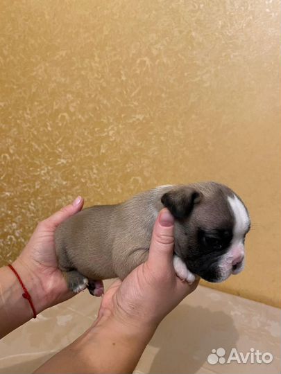 Французский бульдог