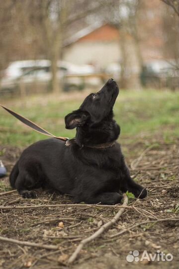 Небольшая собака в добрые руки