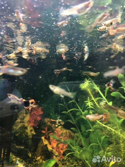 Аквариумные рыбки
