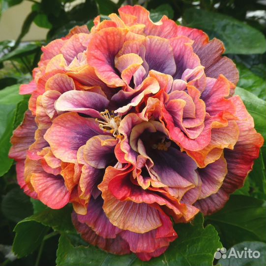 Сортовые гибискусы 6