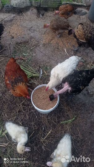 Домашние петушки